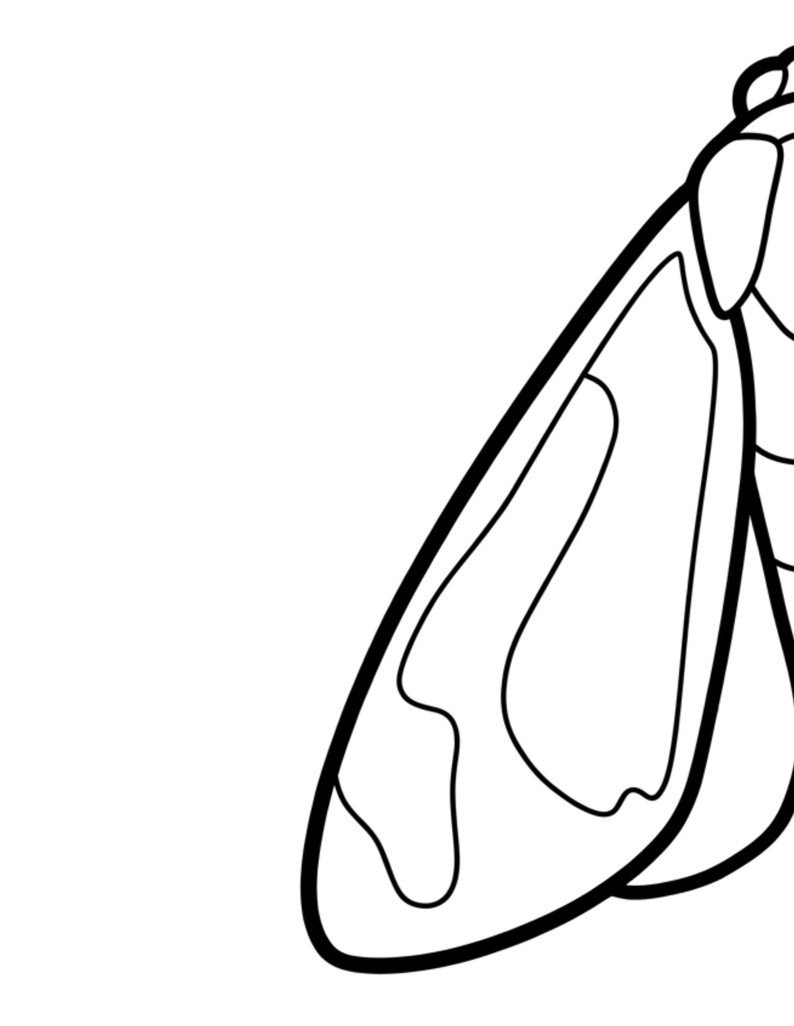 Close-up coloring page of a folded moth wing with tapered pattern shapes